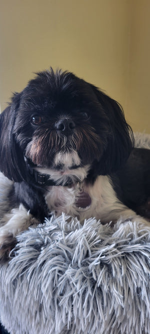 Paws-Down the Best Care! - Brandi Wiley