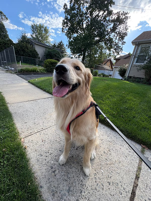 Punctual, Professional, and Pet-Loving - Ana Perez